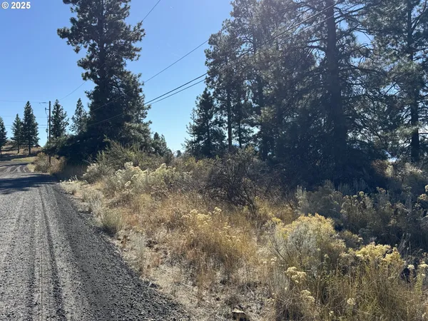 a view of a tree in a yard
