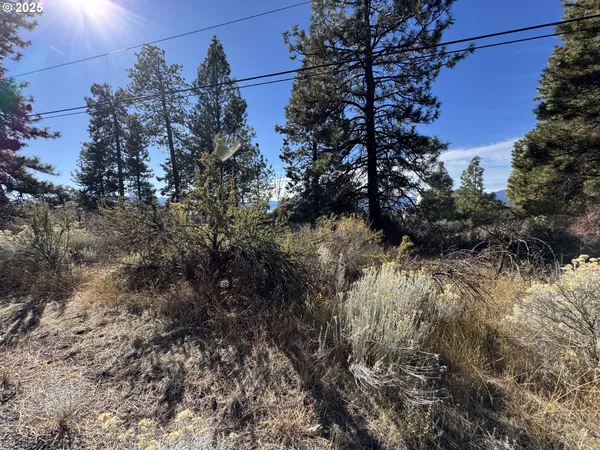a view of a yard with trees