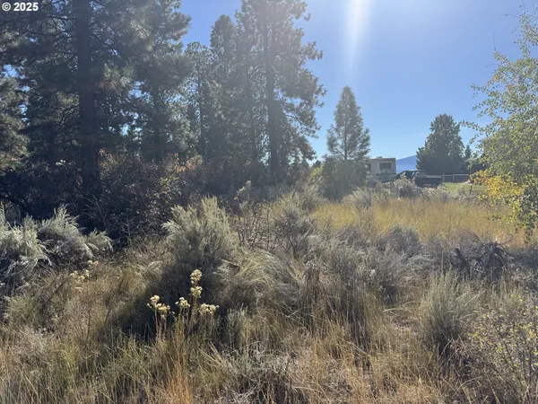 a view of a forest in between two of trees