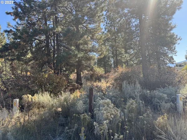 a view of a lake with lots of trees
