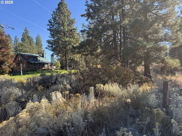 a view of a forest with lots of trees