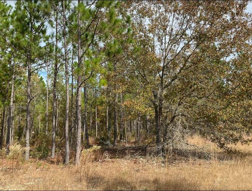 10-acres Pine Acres Road Windsor, SC 29856 - Photo 1 of 3