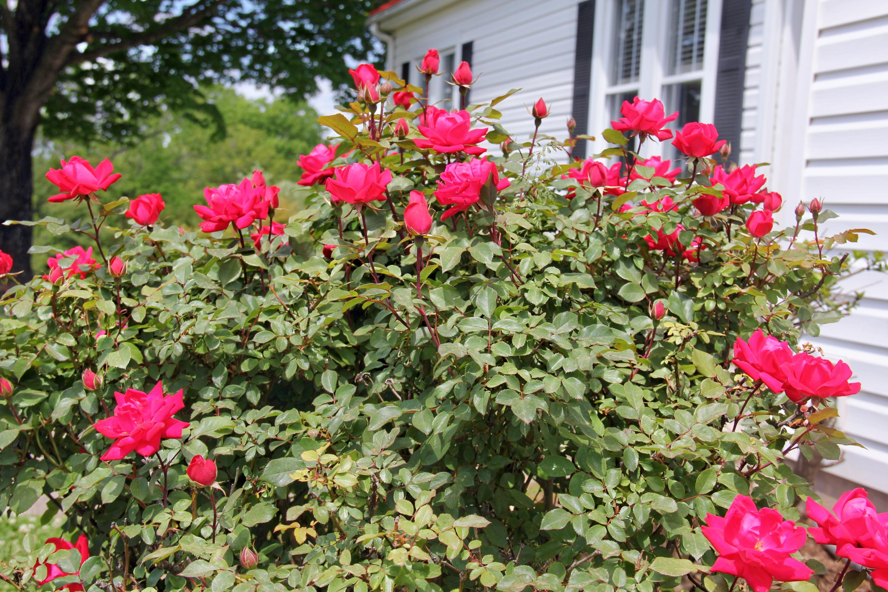2880 Bells Mill Road Goode, VA 24556 - Photo 125 of 128 IMG_0916