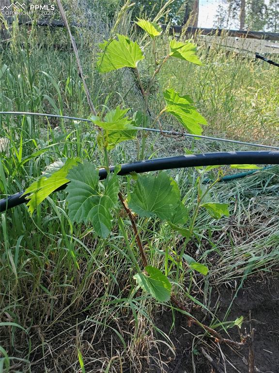 Ute Road Cascade, CO 80809 - Photo 4 of 12