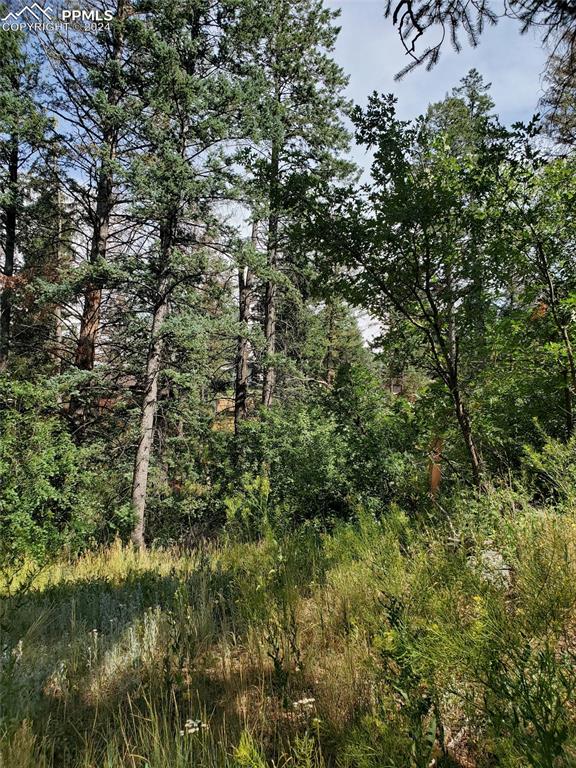 Ute Road Cascade, CO 80809 - Photo 5 of 12 a view of a forest with a tree