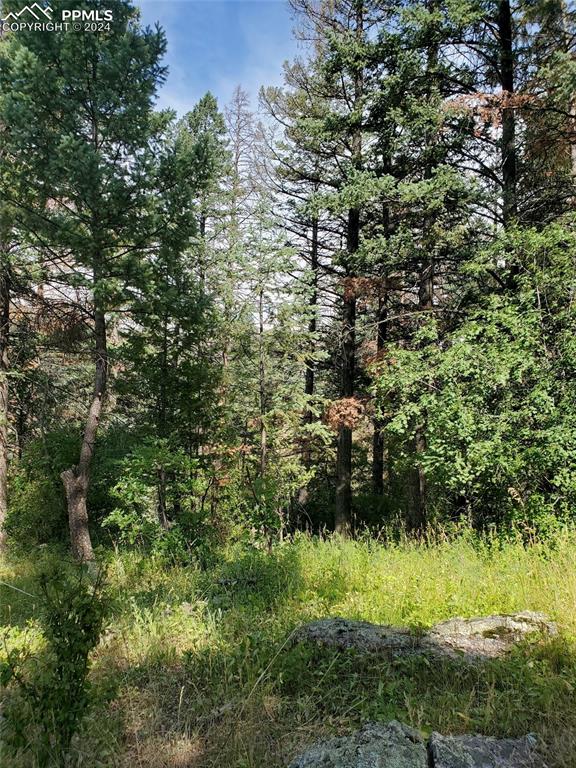 Ute Road Cascade, CO 80809 - Photo 8 of 12 a view of a yard with plants and large trees