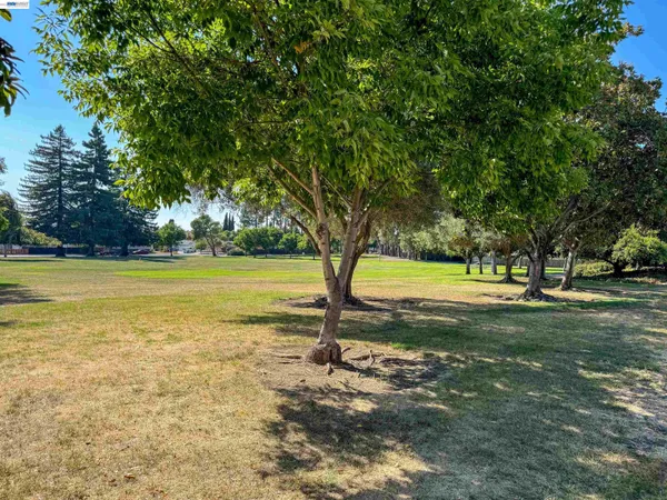 a view of a yard with a large trees