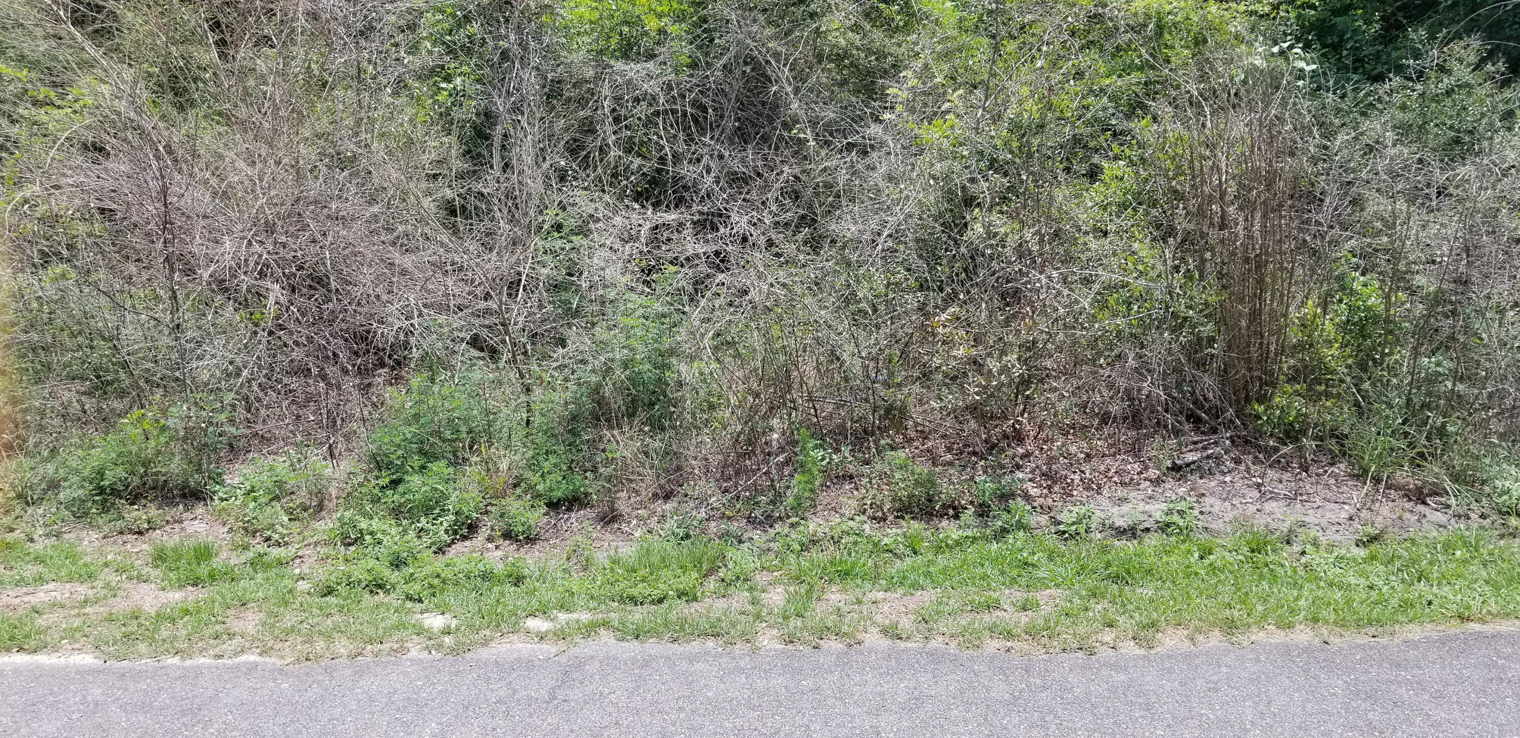 0 Savage Street Walterboro, SC 29488 - Photo 1 of 1 20260625_134544