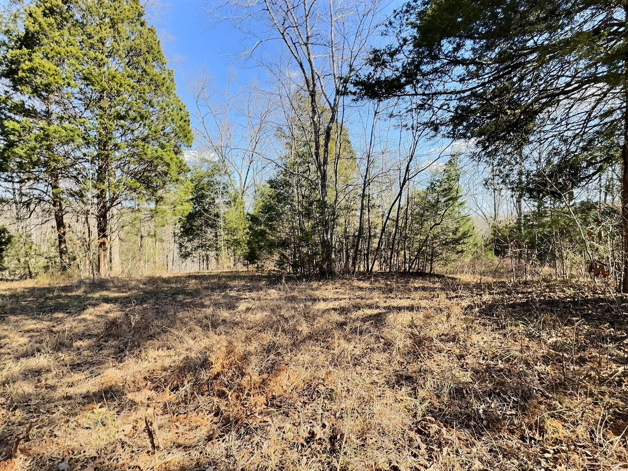 7307 Brush Creek Road Fairview, TN 37062 - Photo 28 of 41 a view of a yard with trees