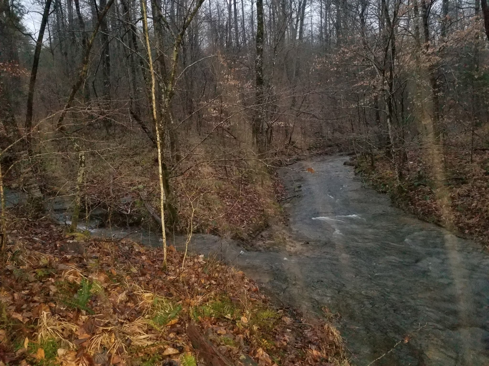 7307 Brush Creek Road Fairview, TN 37062 - Photo 32 of 41 a backyard of a house