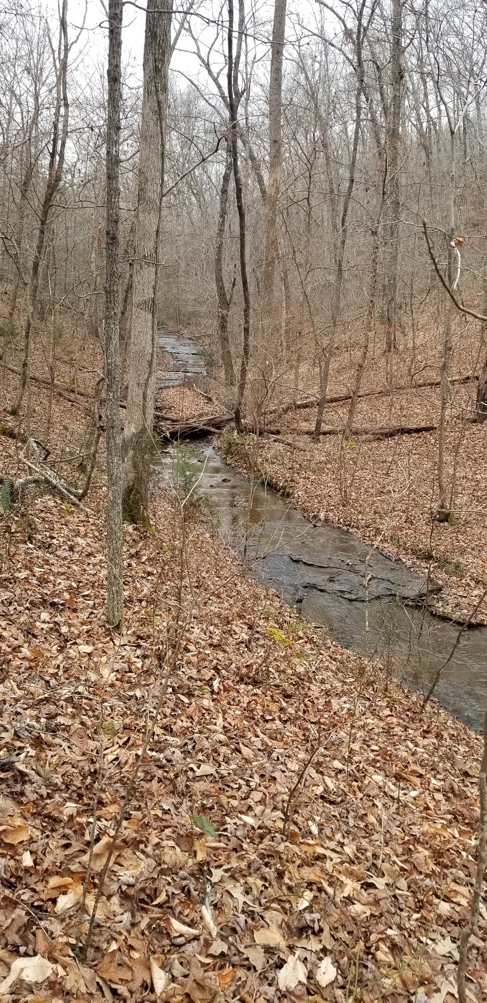 7307 Brush Creek Road Fairview, TN 37062 - Photo 33 of 41 a view of covered with wooden fence