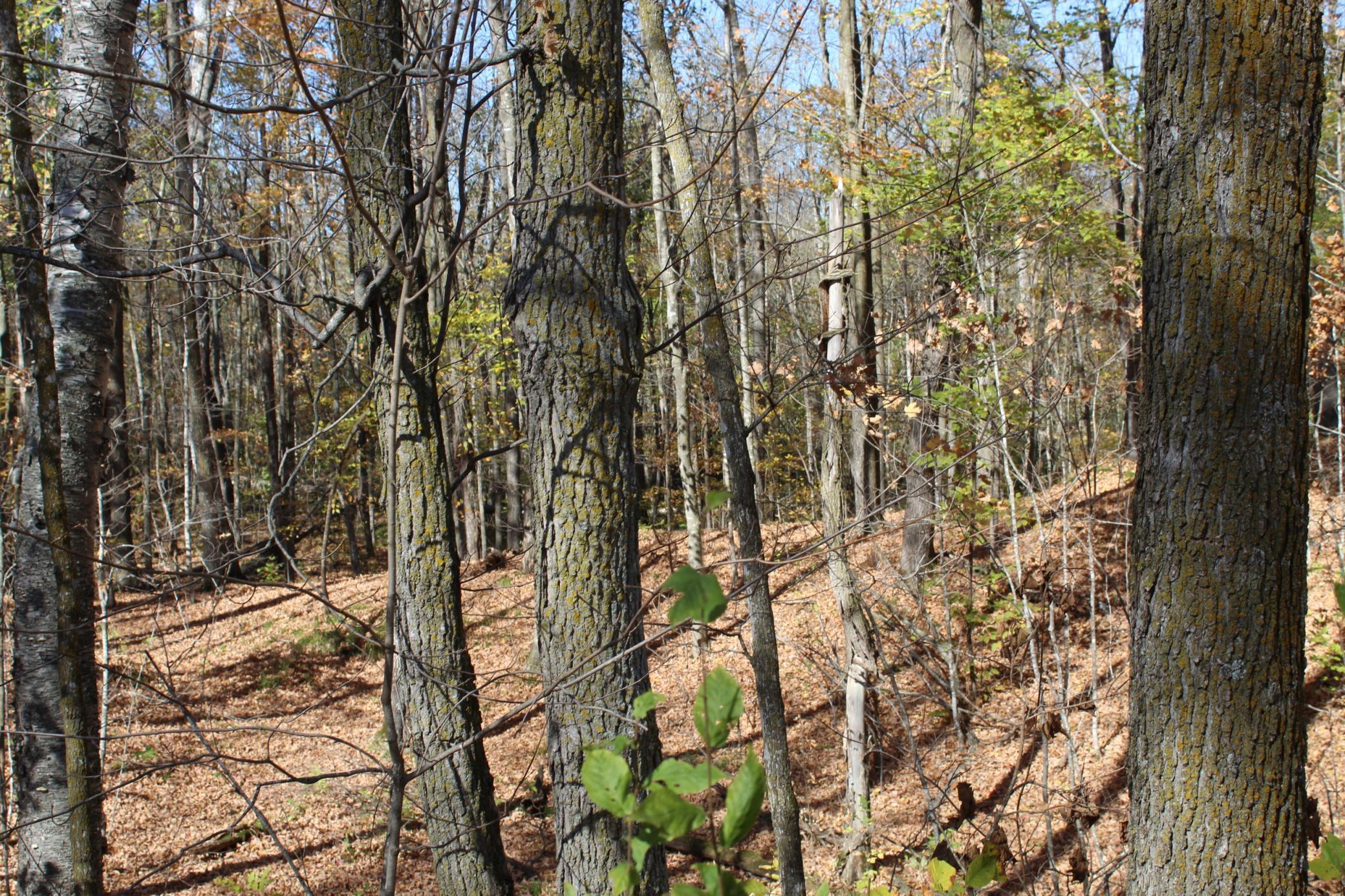 Tbd Woods Road Isle, MN 56342 - Photo 1 of 32