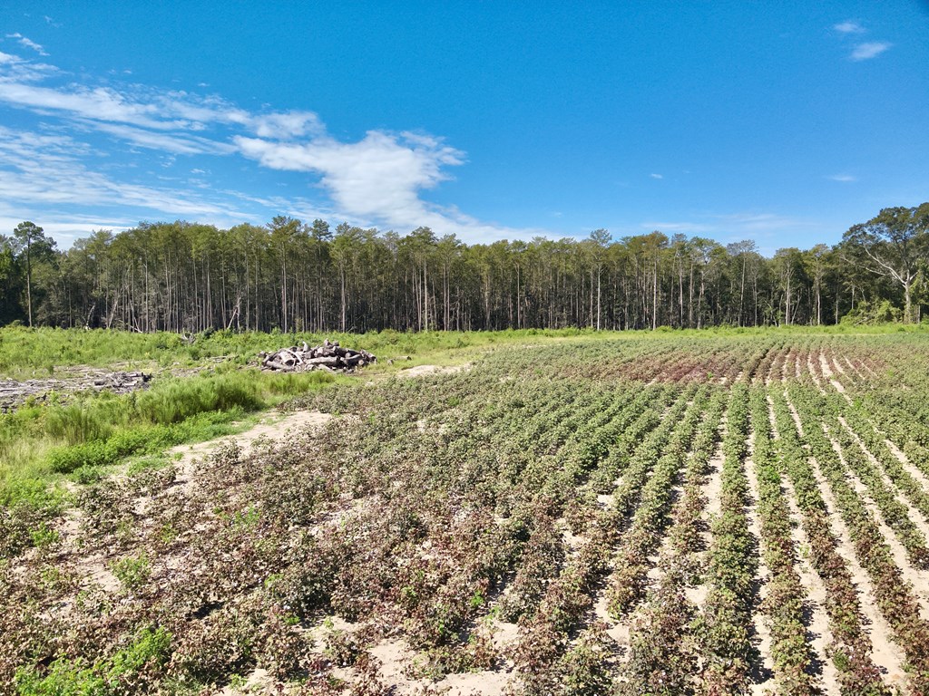 73-acres Shiver Road Daleville, AL 36322 - Photo 11 of 14