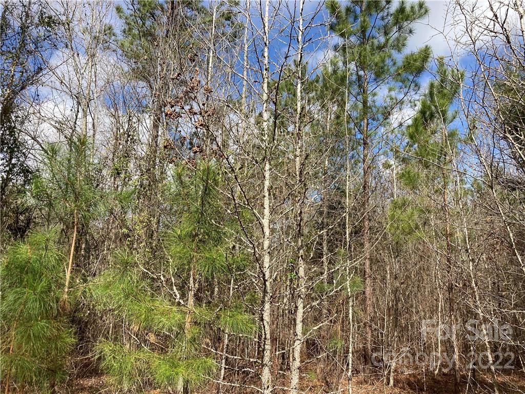 62-acres Catfish Road Saluda, SC 29138 - Photo 23 of 36 a close up of a plant