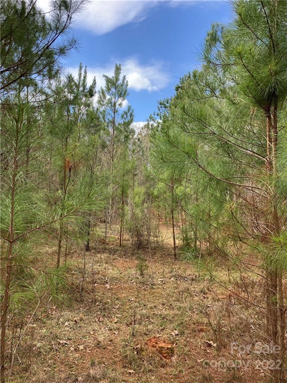 62-acres Catfish Road Saluda, SC 29138 - Photo 26 of 36 a view of an outdoor space and trees