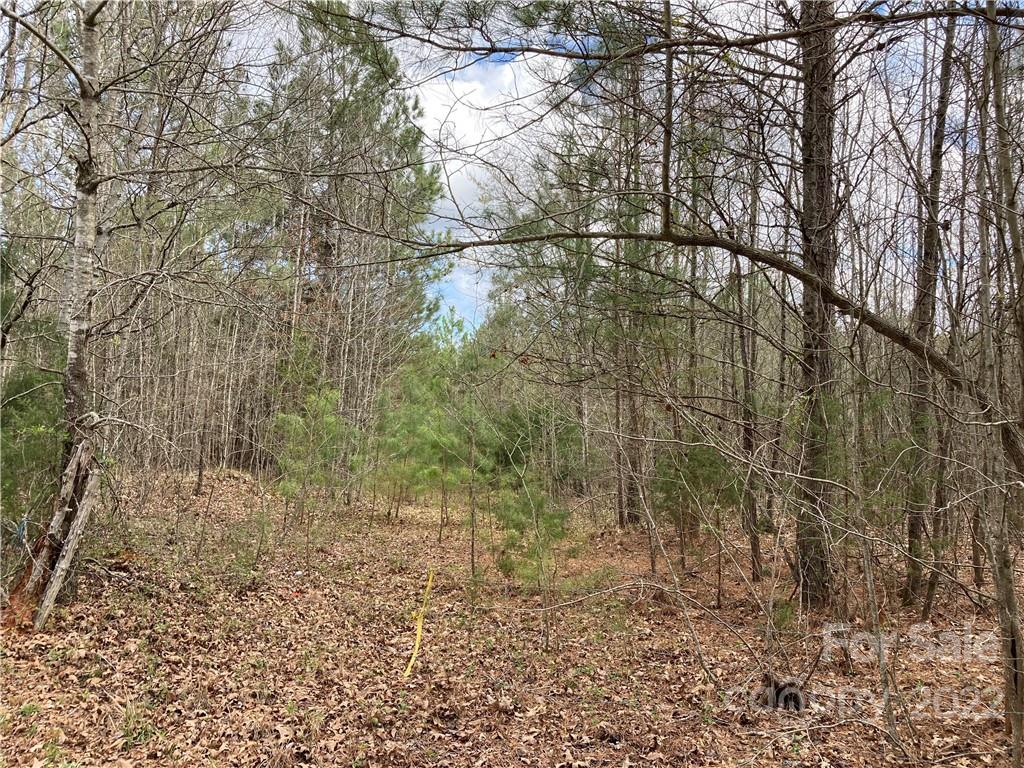 62-acres Catfish Road Saluda, SC 29138 - Photo 27 of 36 a view of a yard with large trees