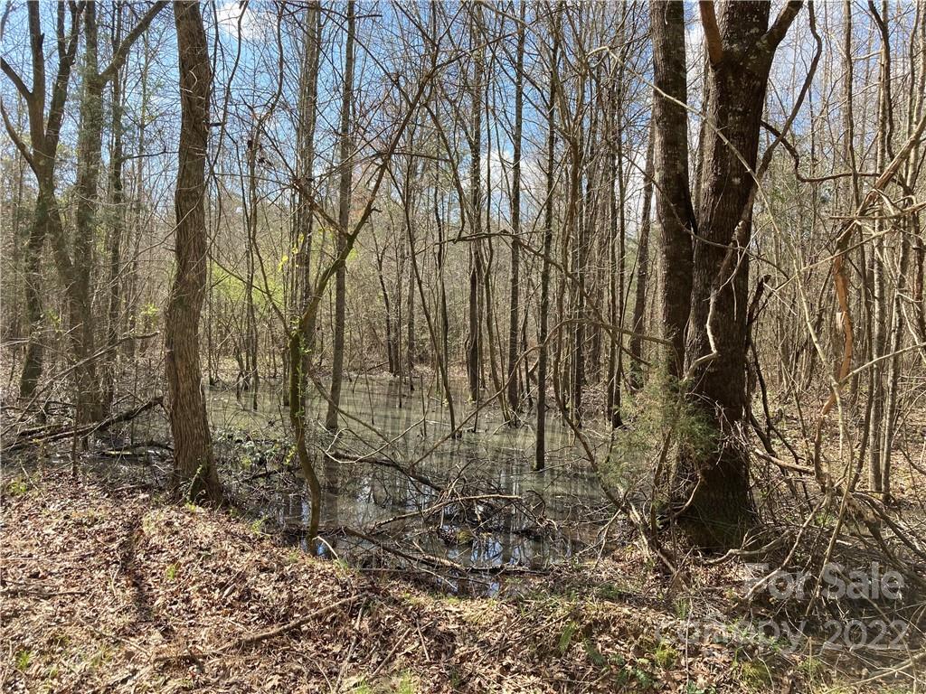 62-acres Catfish Road Saluda, SC 29138 - Photo 35 of 36 a view of a yard with large trees