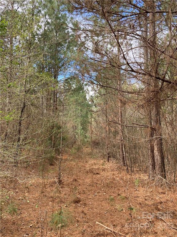 62-acres Catfish Road Saluda, SC 29138 - Photo 5 of 36 a view of a dry yard with trees