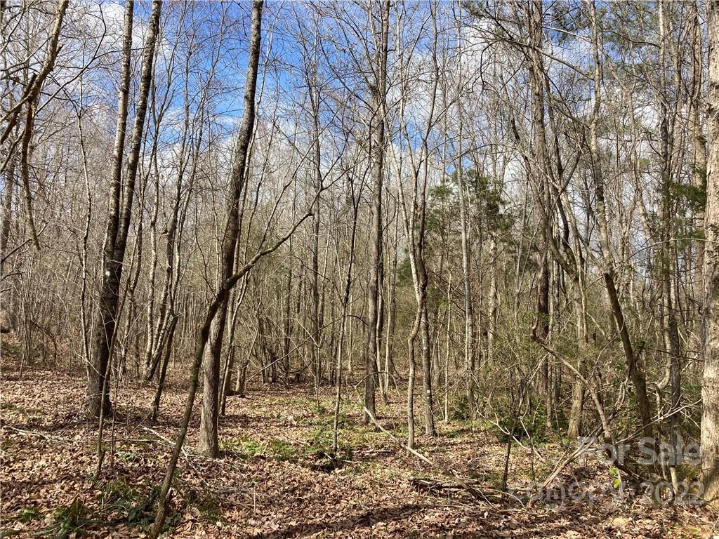 62-acres Catfish Road Saluda, SC 29138 - Photo 6 of 36 a view of a yard with large trees