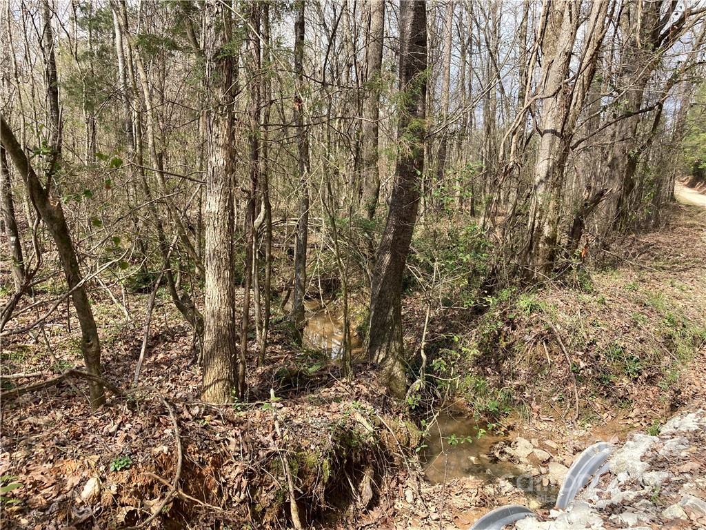 62-acres Catfish Road Saluda, SC 29138 - Photo 8 of 36 a view of a yard with a tree