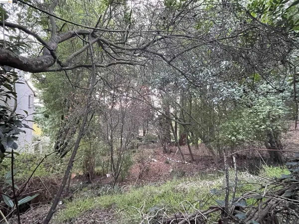 a view of forest