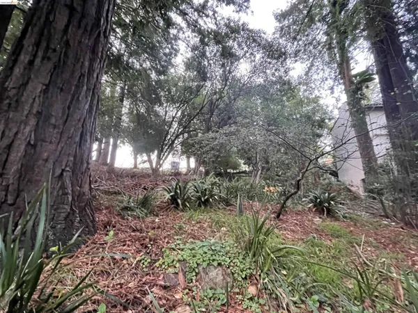 a view of a yard with plants and trees