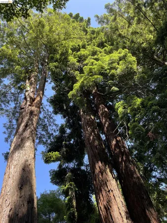 a view of tree