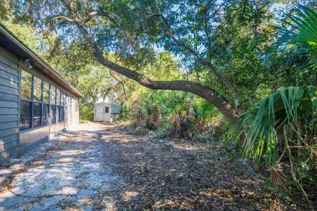 a view of a yard with plants and large trees