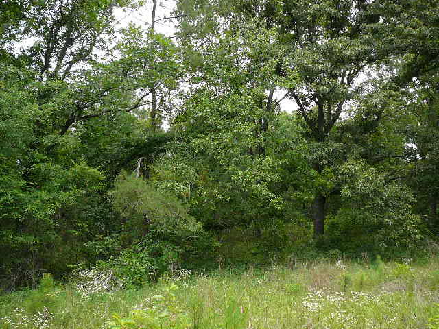 1040 Deer Trail Road Santee, SC 29142 - Photo 2 of 8 1040 Deer Trail