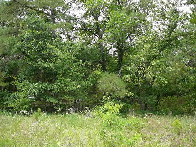 1040 Deer Trail Road Santee, SC 29142 - Photo 4 of 8 1040 Deer Trail