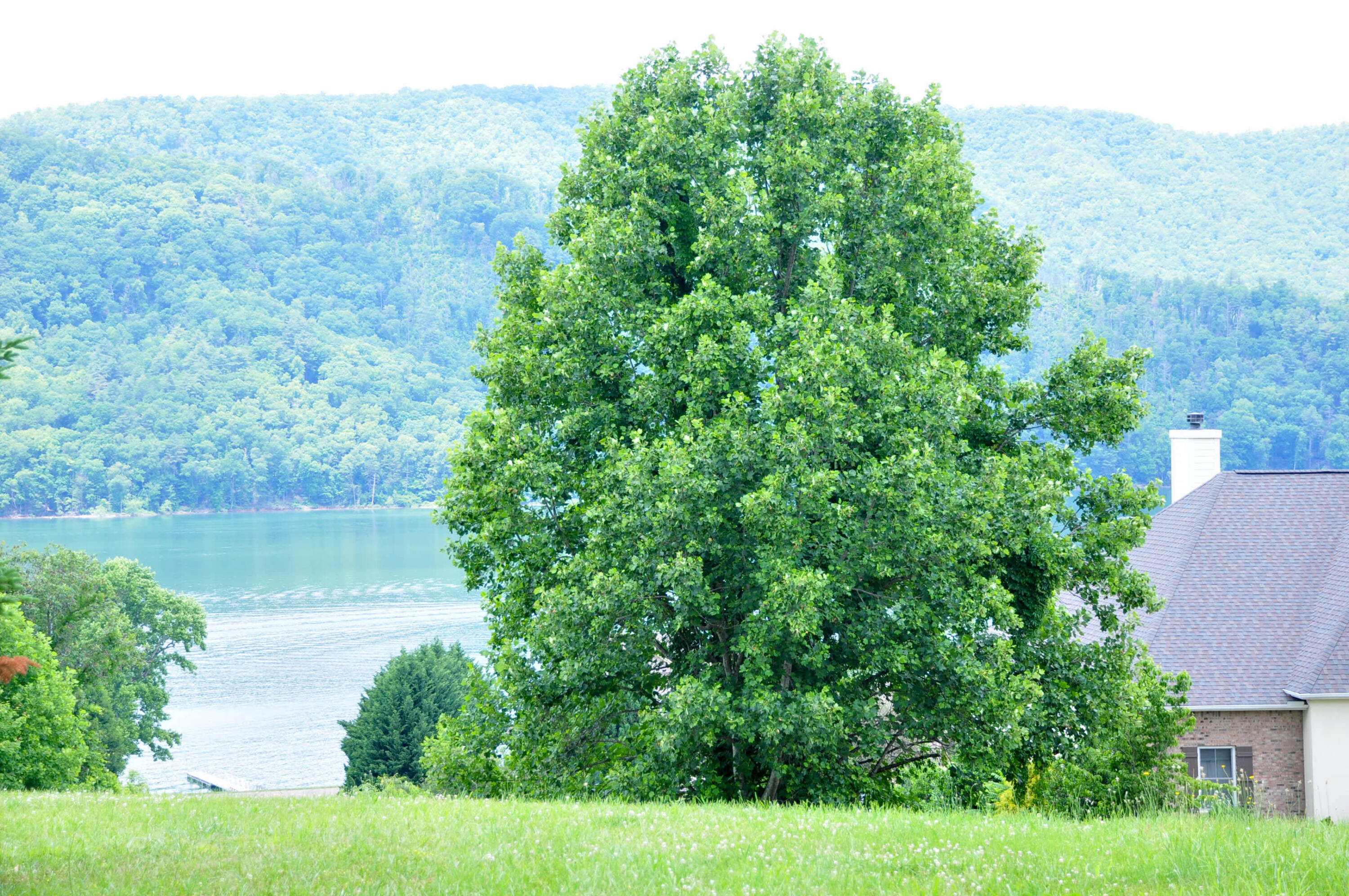 Lot 29 Harbour View Road, Unit 29 Butler, TN 37640 - Photo 3 of 21 DSC_5487