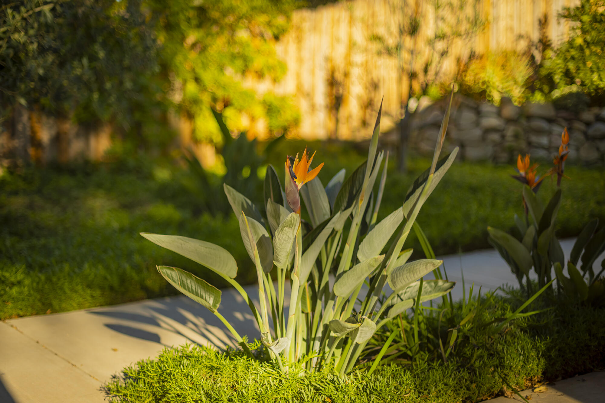 1068 Cuyama Road Ojai, CA 93023 - Photo 40 of 43 a view of a yard