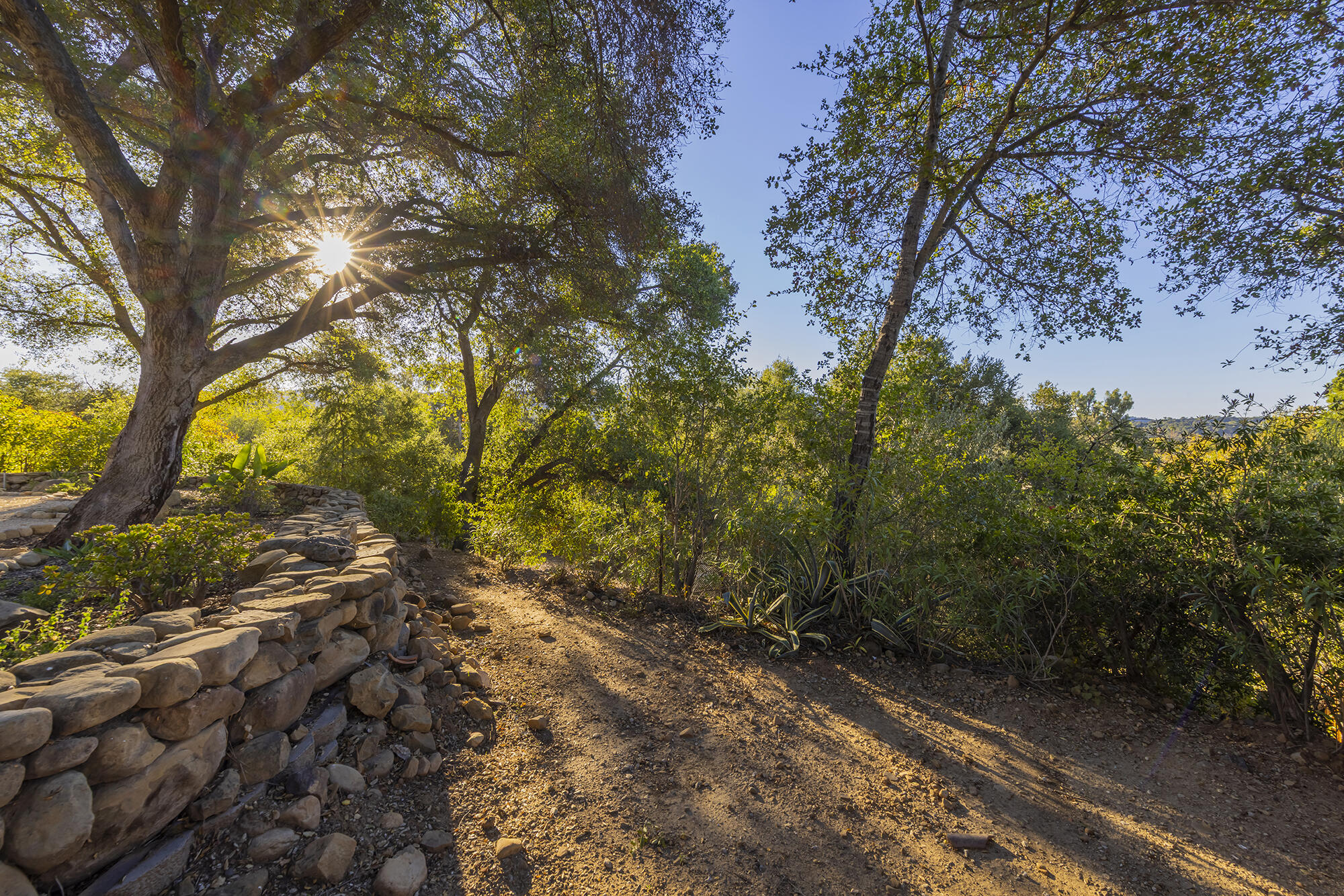 1068 Cuyama Road Ojai, CA 93023 - Photo 42 of 43 a view of a forest with trees