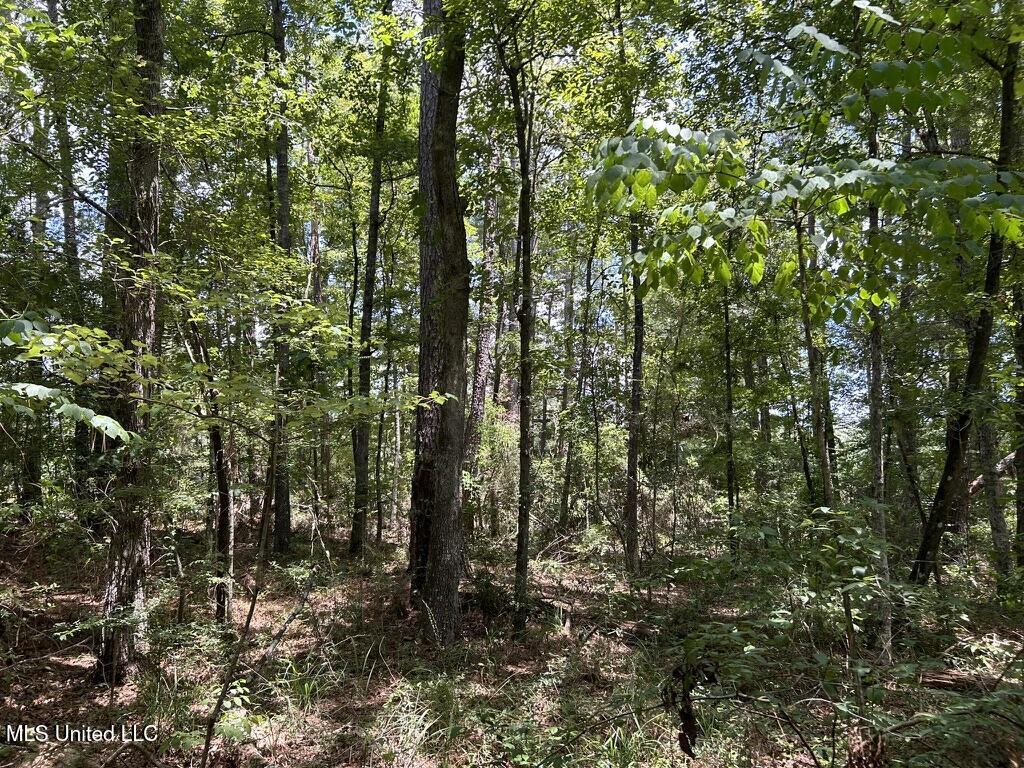 Tbd Tbd Highway Ruth, MS 39662 - Photo 6 of 10 FC4FCF3F-6138-45F0-AB8E-2A962CEFCC59_1_1