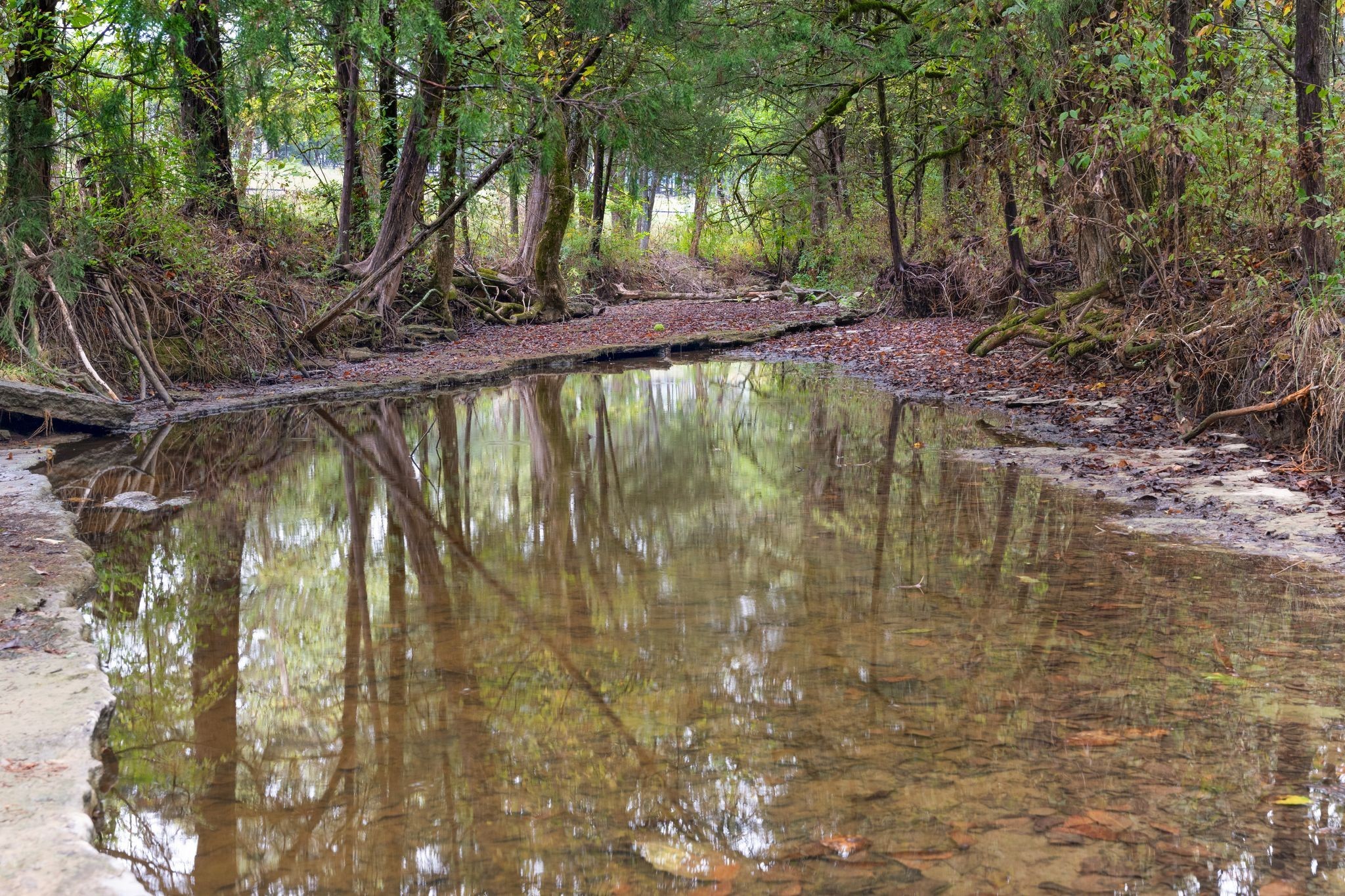 6853 Cross Keys Road College Grove, TN 37046 - Photo 46 of 74 a view of swimming pool with a yard and large trees