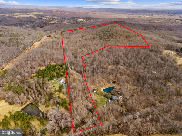 a view of a forest with trees in the background