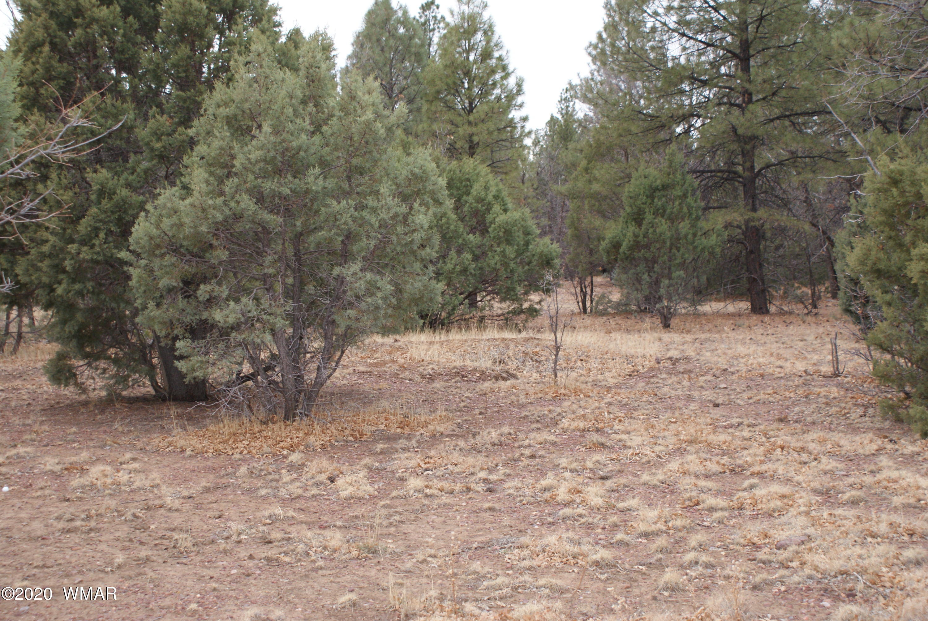 Tbd North Woodland Road Lakeside, AZ 85929 - Photo 11 of 20