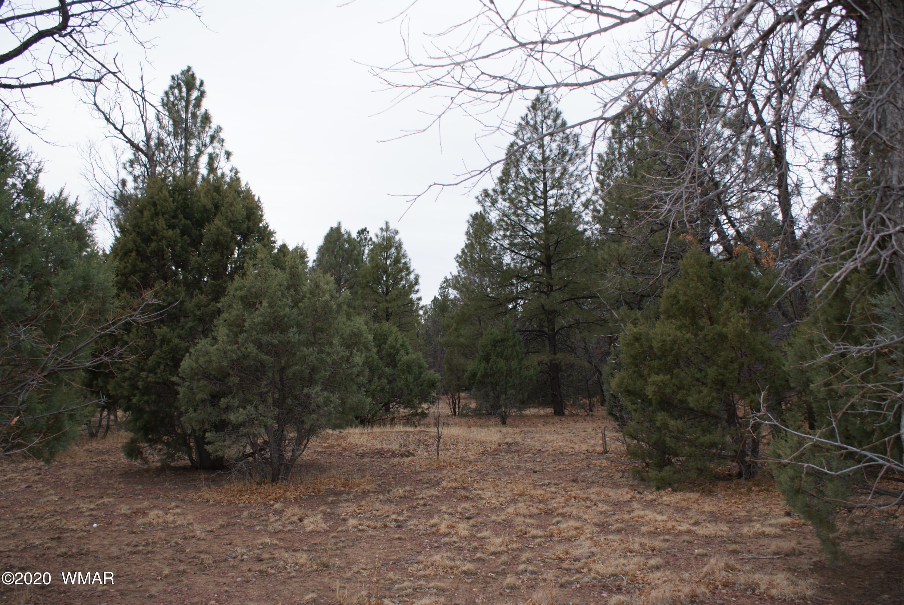 Tbd North Woodland Road Lakeside, AZ 85929 - Photo 12 of 20