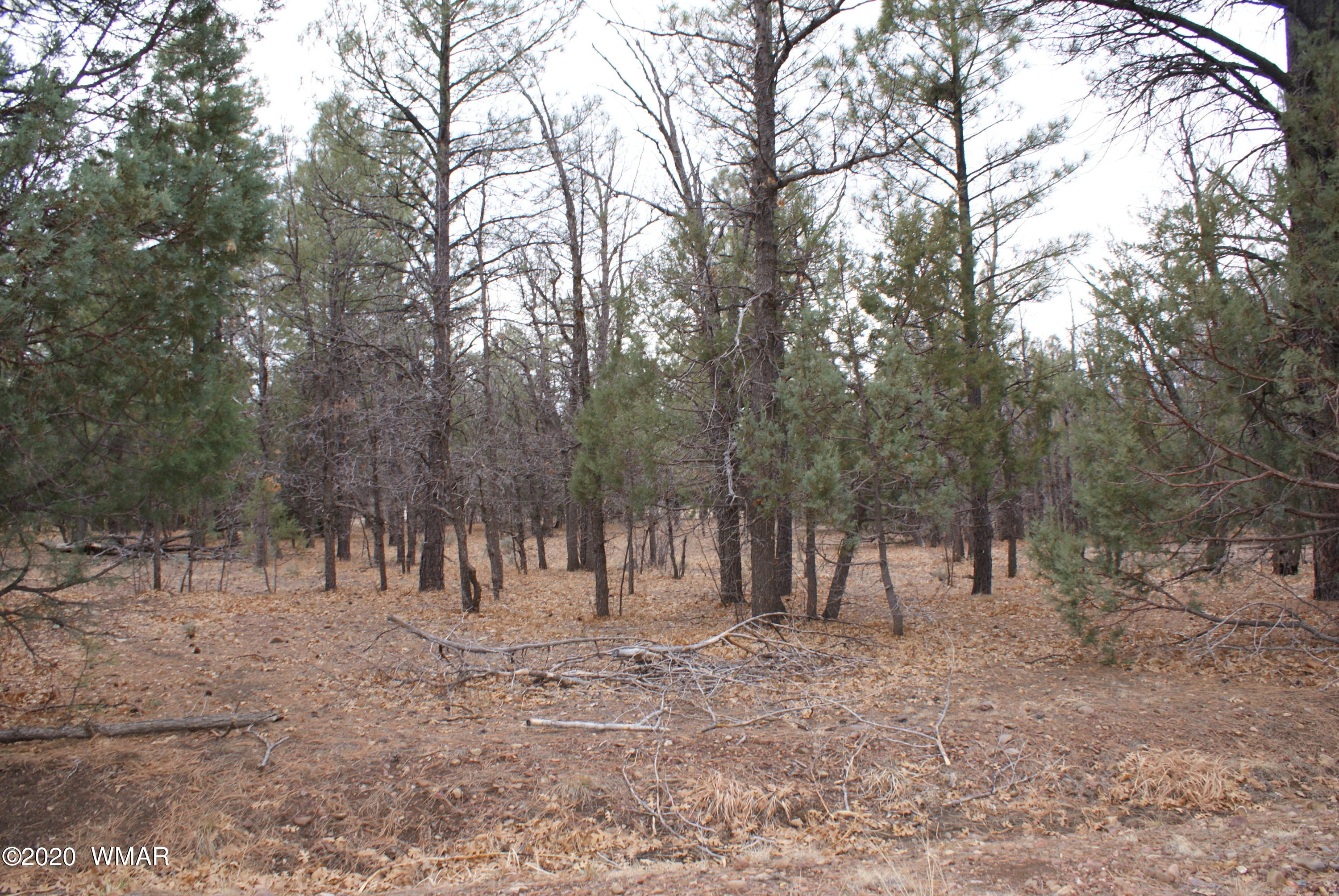 Tbd North Woodland Road Lakeside, AZ 85929 - Photo 13 of 20