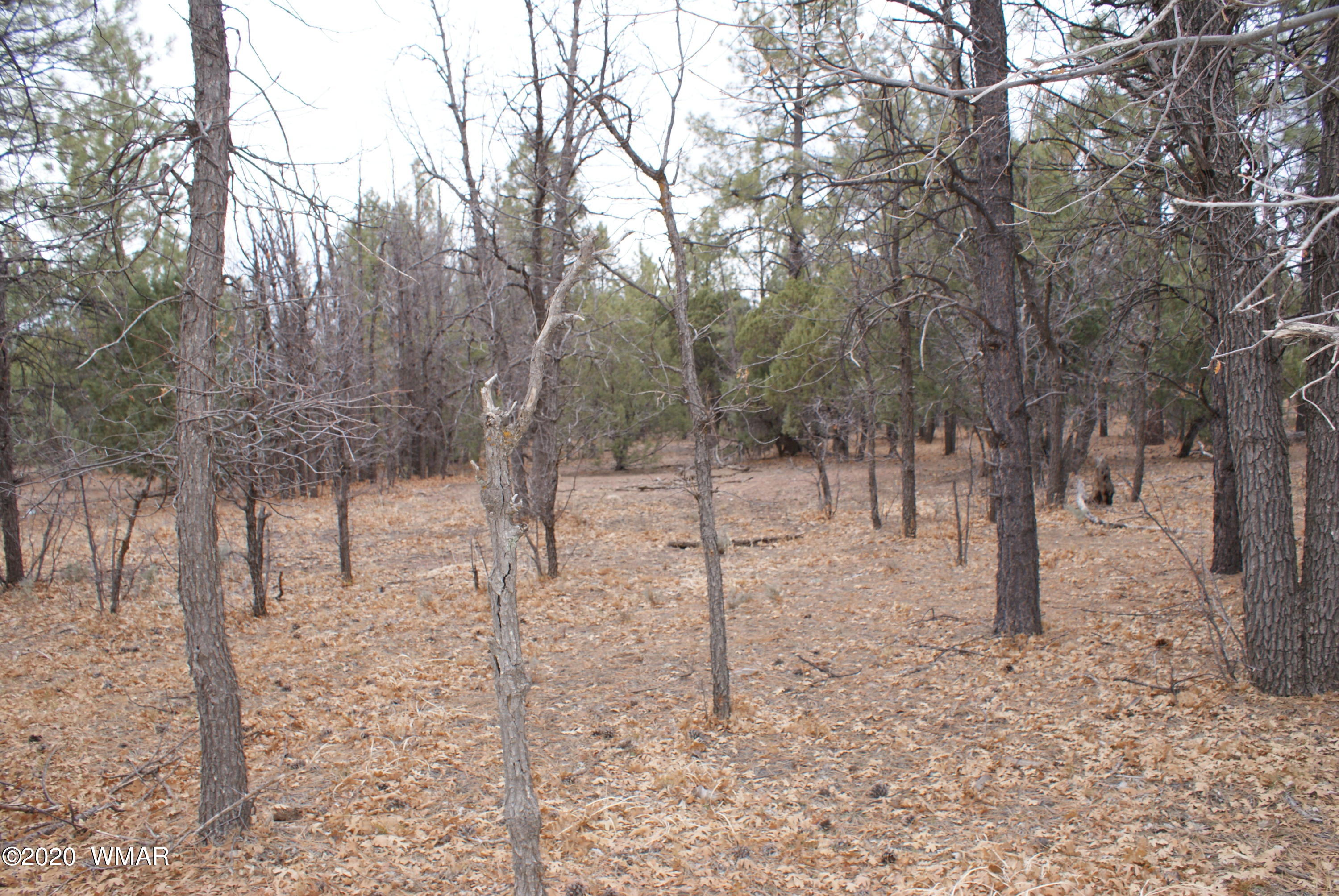 Tbd North Woodland Road Lakeside, AZ 85929 - Photo 15 of 20