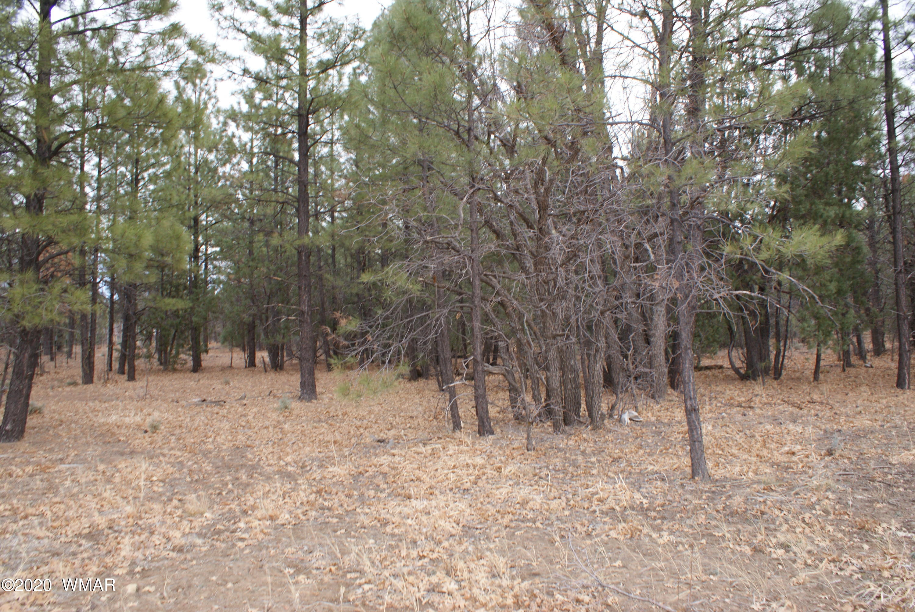 Tbd North Woodland Road Lakeside, AZ 85929 - Photo 7 of 20