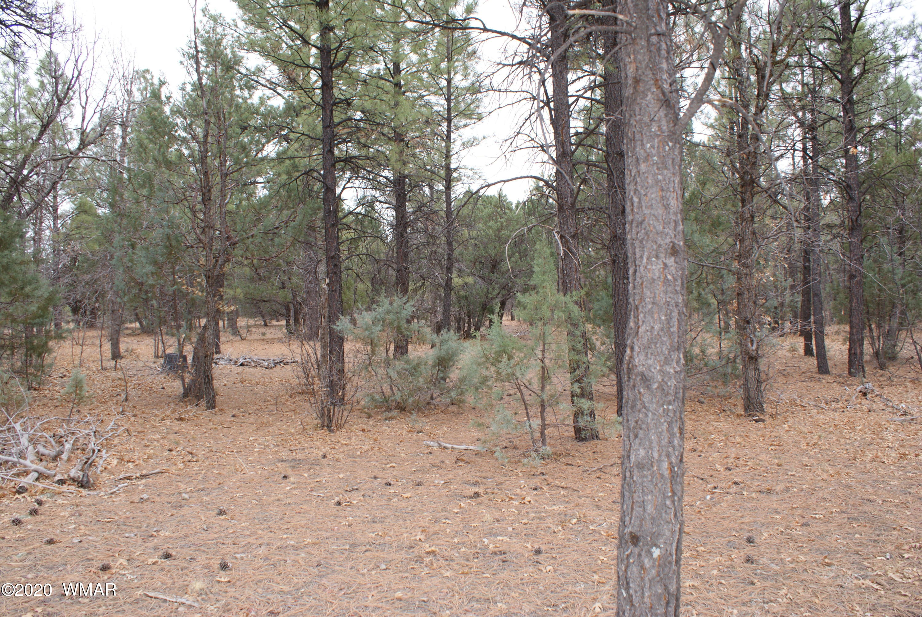 Tbd North Woodland Road Lakeside, AZ 85929 - Photo 8 of 20