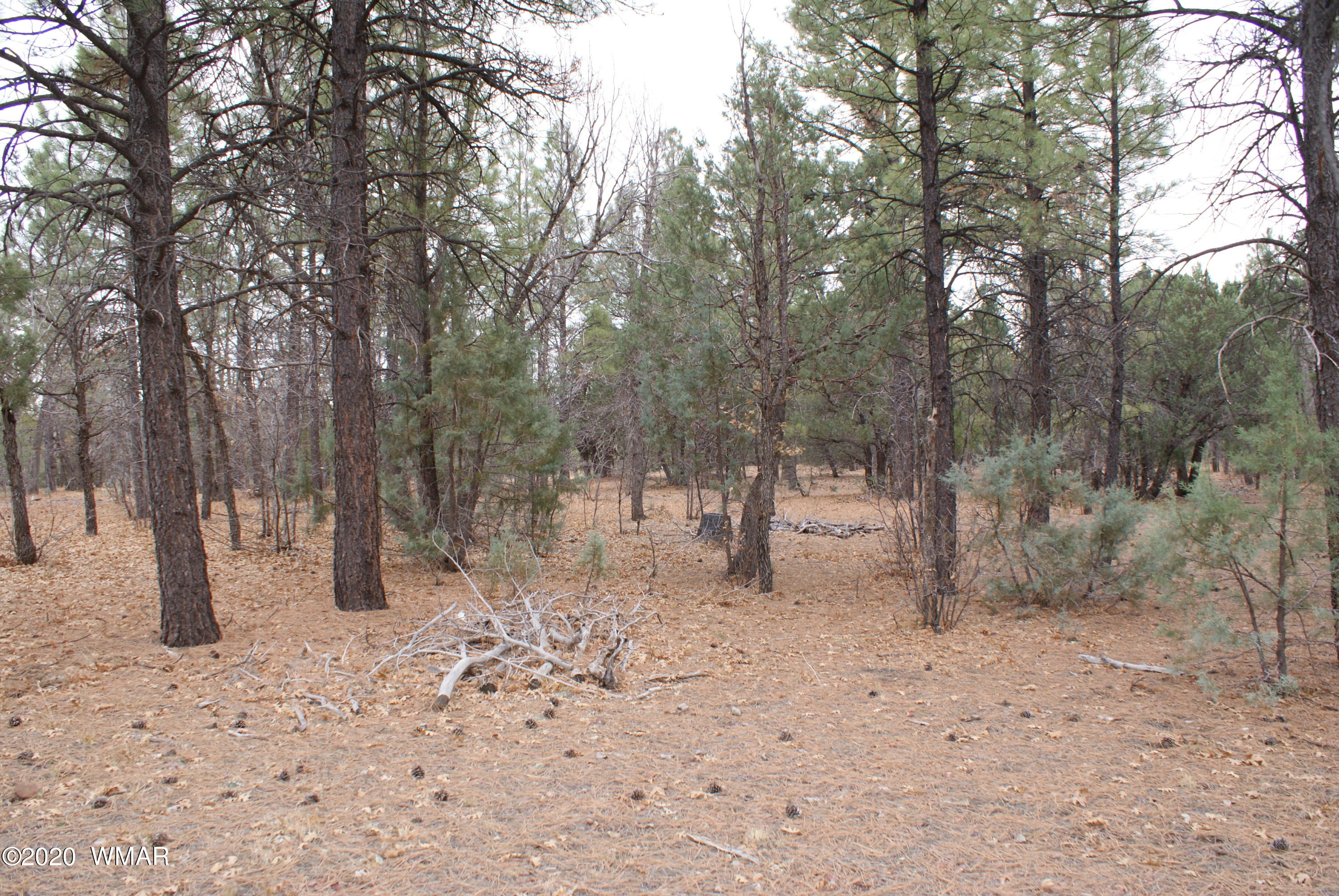 Tbd North Woodland Road Lakeside, AZ 85929 - Photo 9 of 20