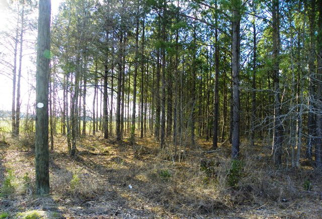 Lot 4 Skyland Farm Road Williston, SC 29853 - Photo 8 of 8