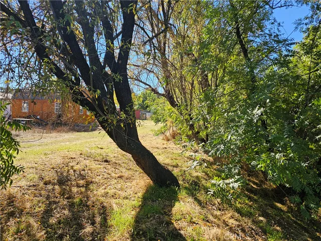 a view of backyard with large trees
