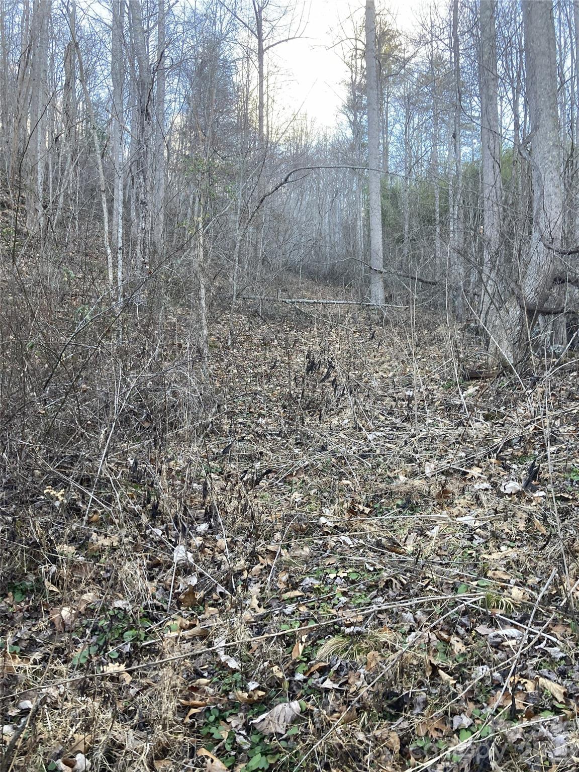 0 Sweet Creek Road Bakersville, NC 28705 - Photo 12 of 48 a view of a dry yard with trees in the background