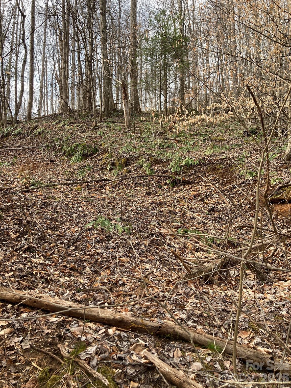0 Sweet Creek Road Bakersville, NC 28705 - Photo 21 of 48 a view of yard
