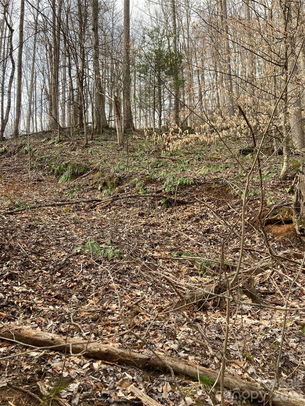 0 Sweet Creek Road Bakersville, NC 28705 - Photo 22 of 48 a view of a yard with large trees