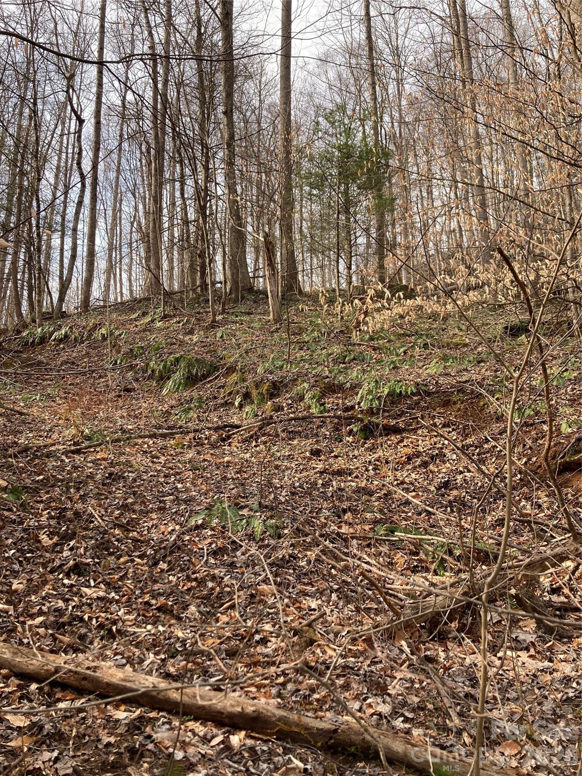 0 Sweet Creek Road Bakersville, NC 28705 - Photo 23 of 48 a view of empty room with tree s