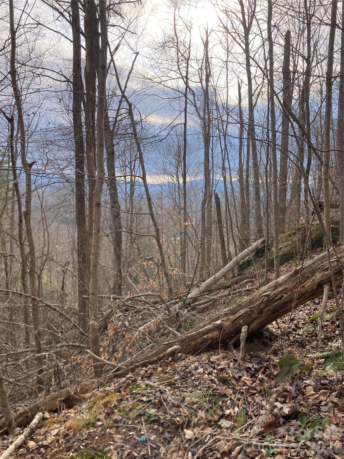 0 Sweet Creek Road Bakersville, NC 28705 - Photo 24 of 48 a view of a yard with large trees